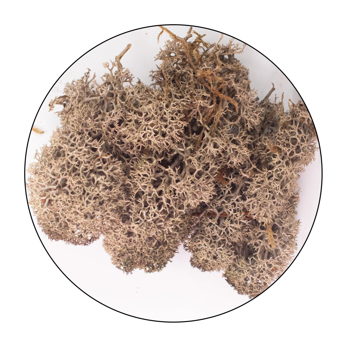 Lichen (Isländisches Moos) Brown