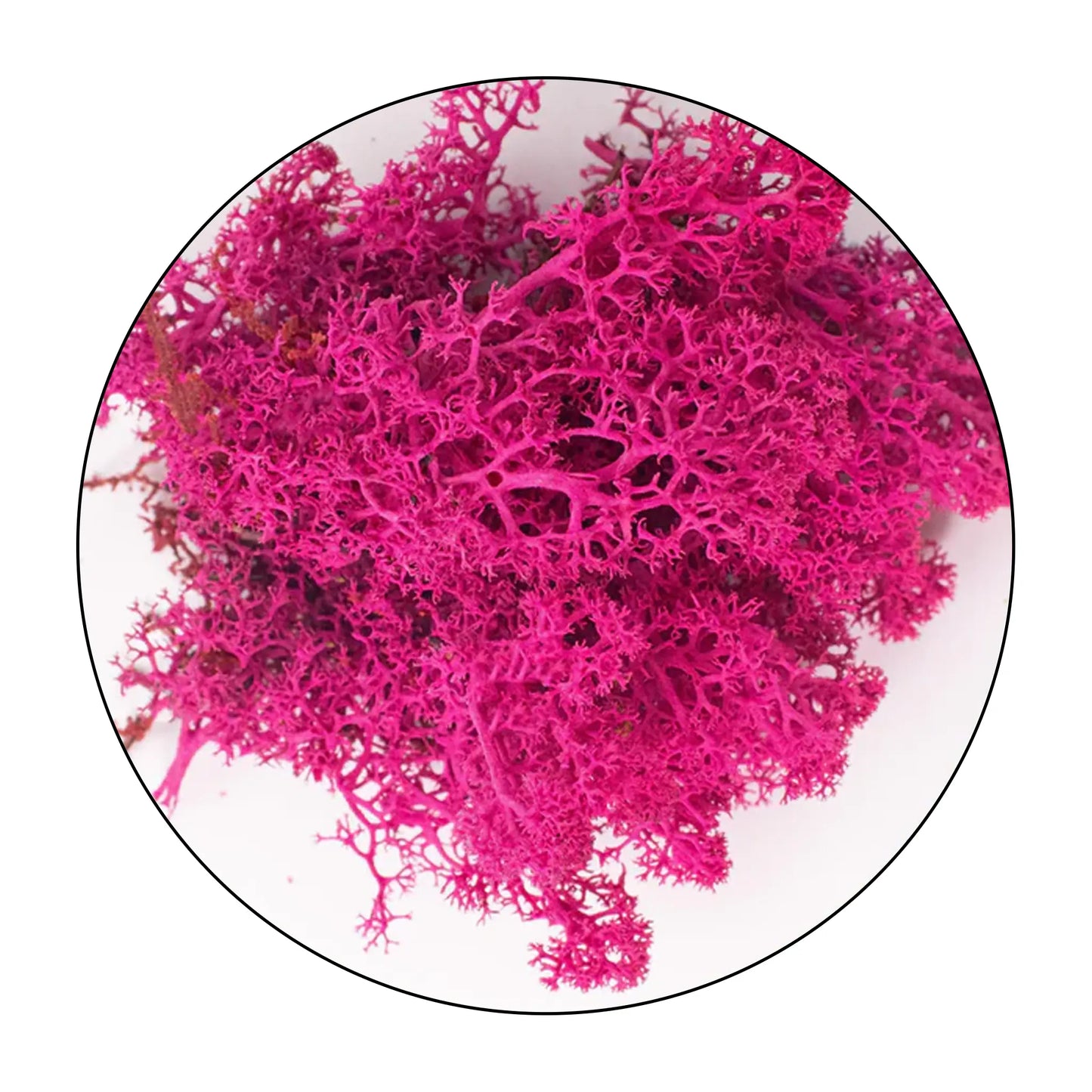 Lichen (Islandic Moss) Cherry Blossom