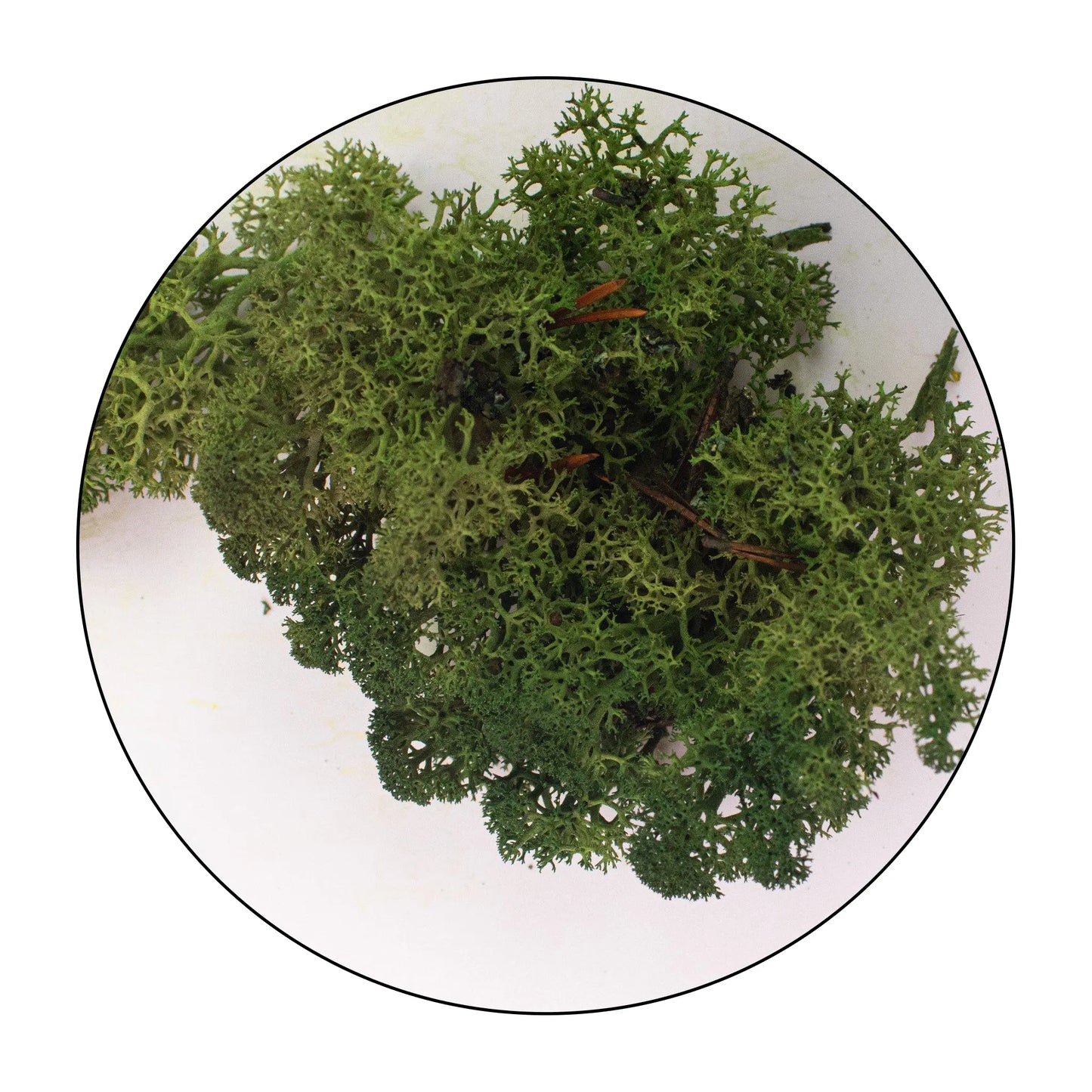 Lichen (Islandic Moss) - Moss Green