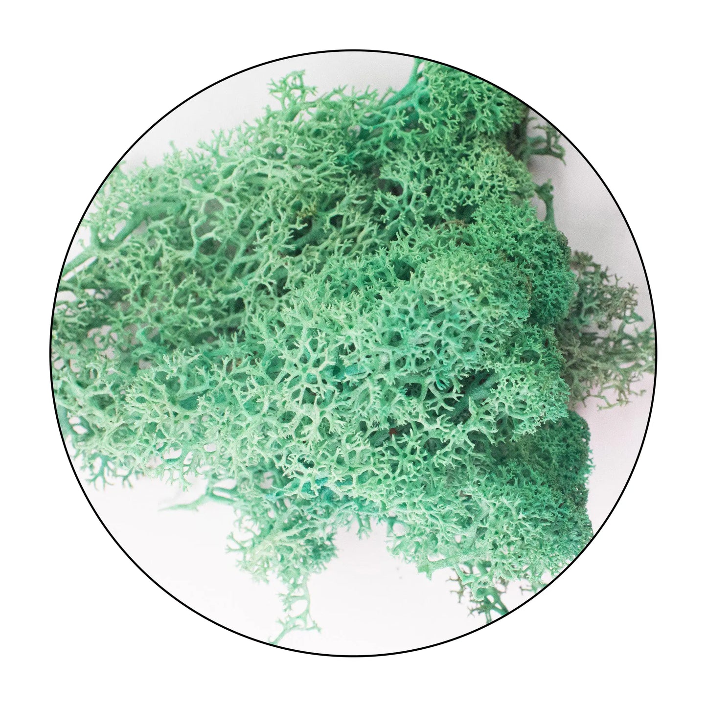 Lichen (Isländisches Moos) - Pacific Green