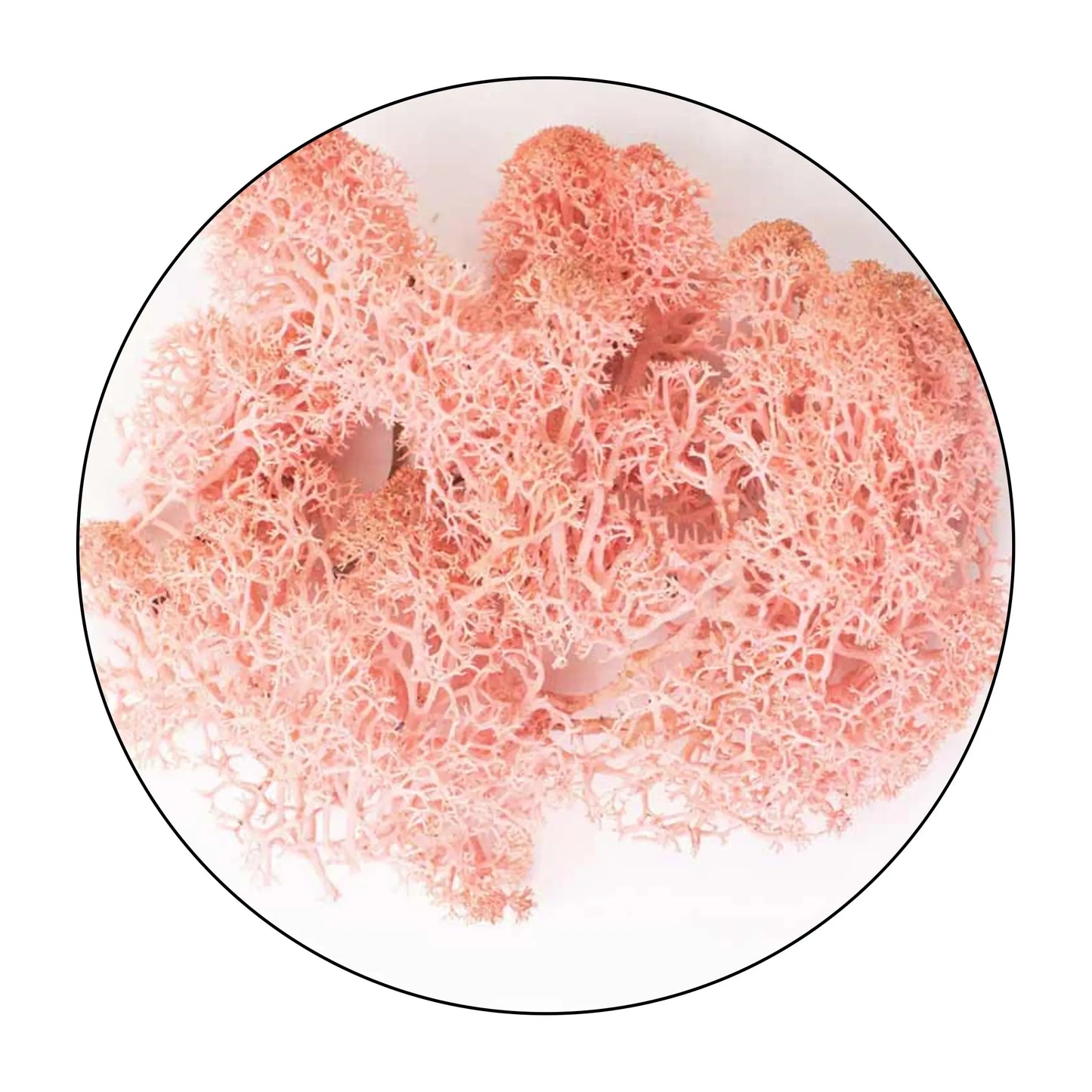 Lichen (Islandic Moss) - Rose