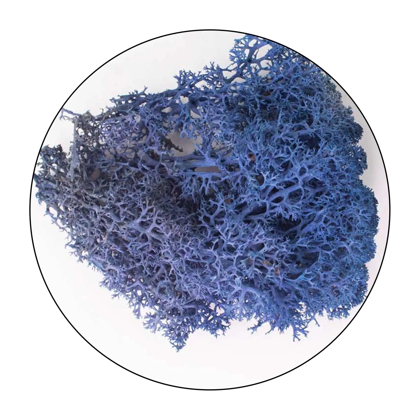 Lichen (Isländisches Moos) Royal Blue