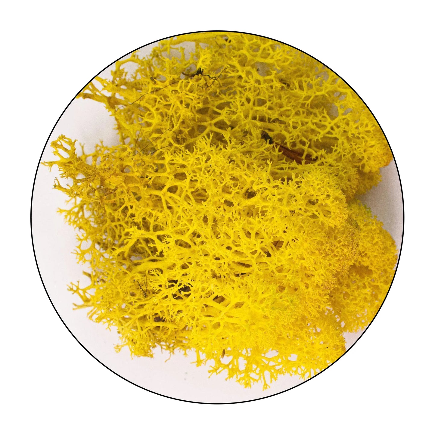 Lichen (Islandic Moss) - Yellow
