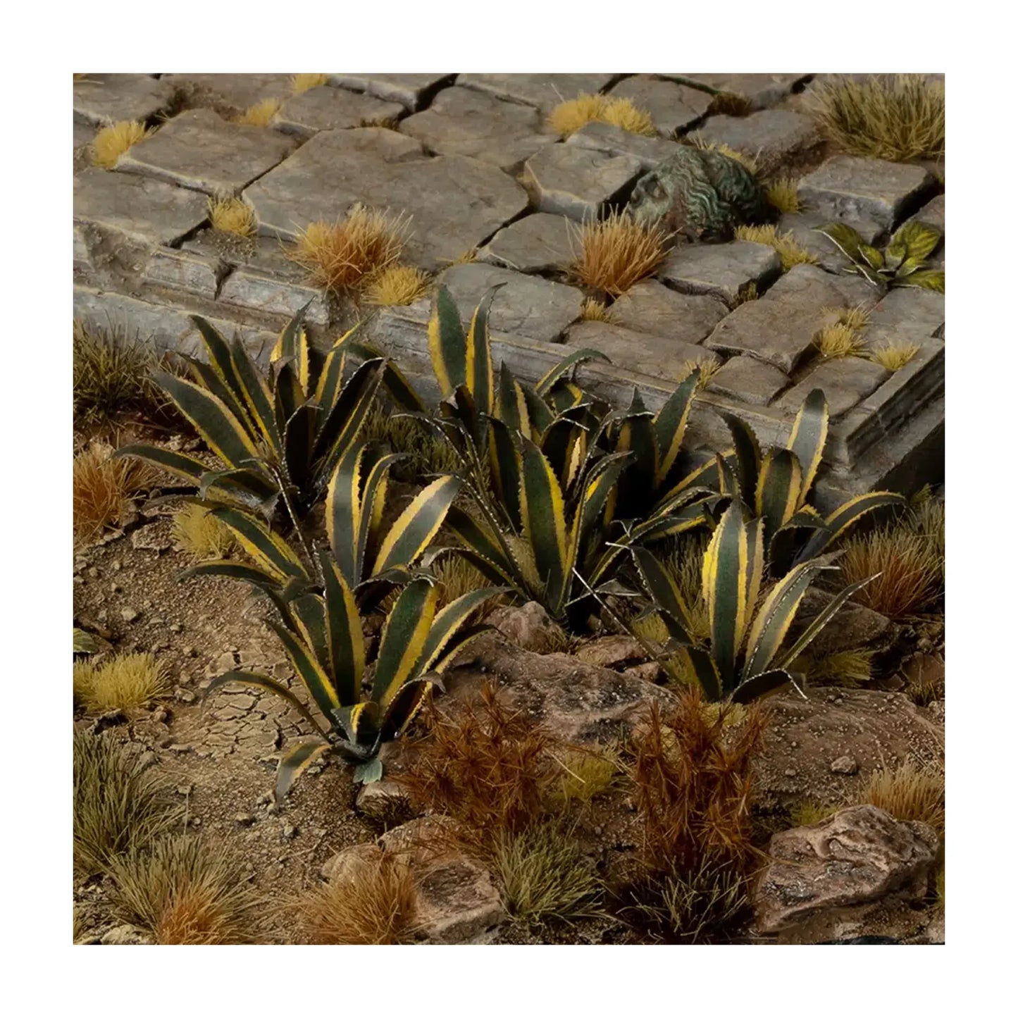 Agave