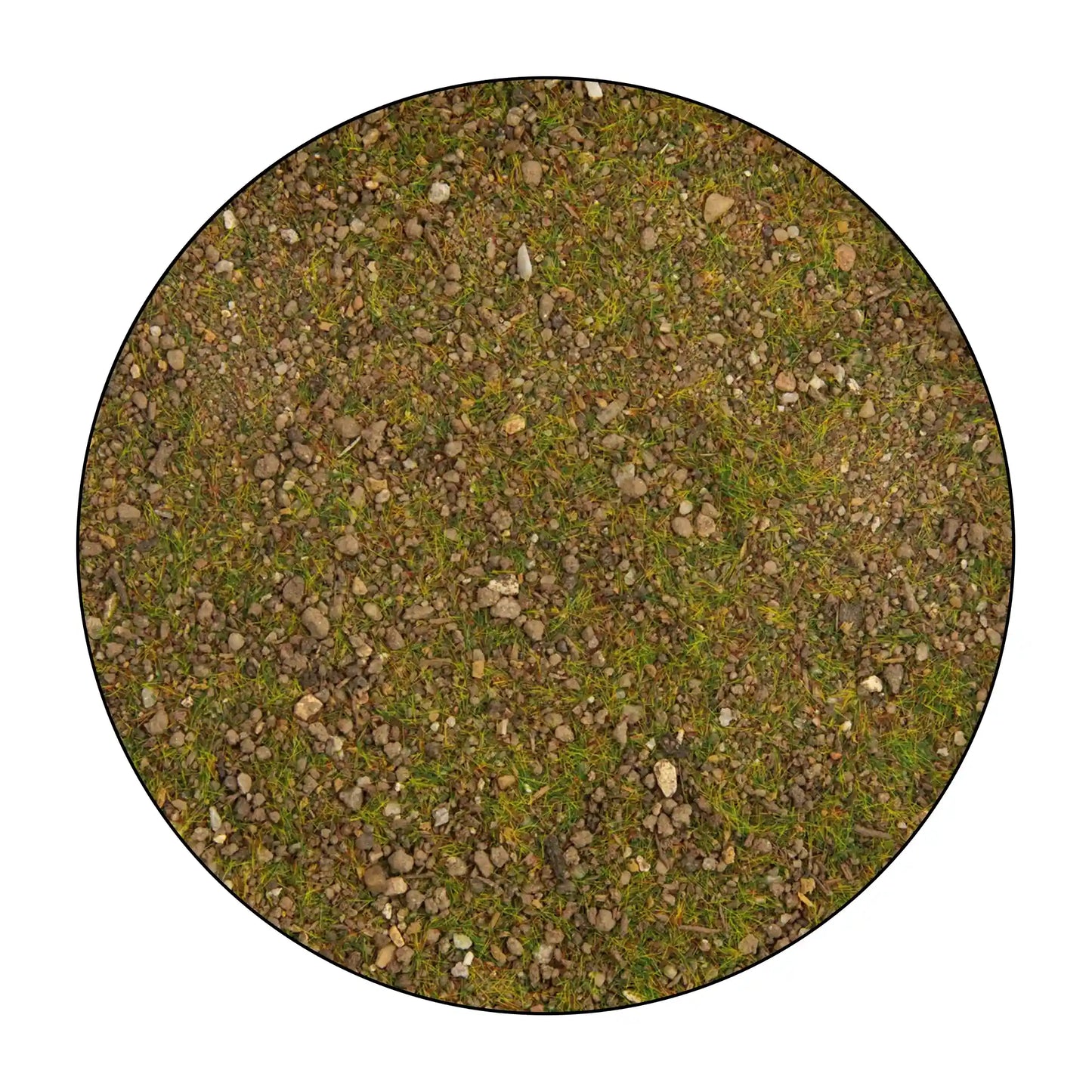 Pine Forest Ground Cover