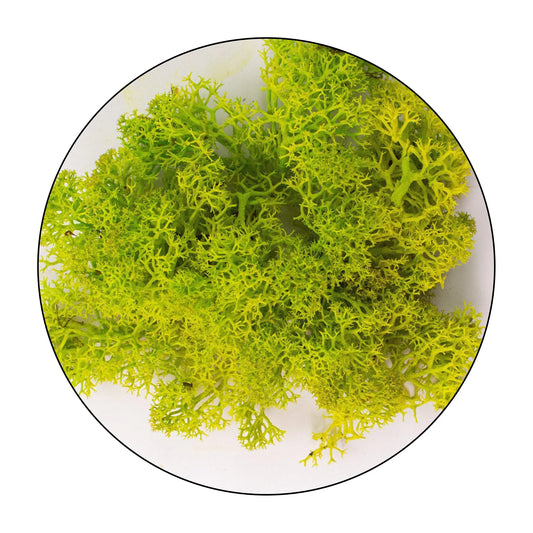 Lichen (Icelandic Moss) - Apple Green