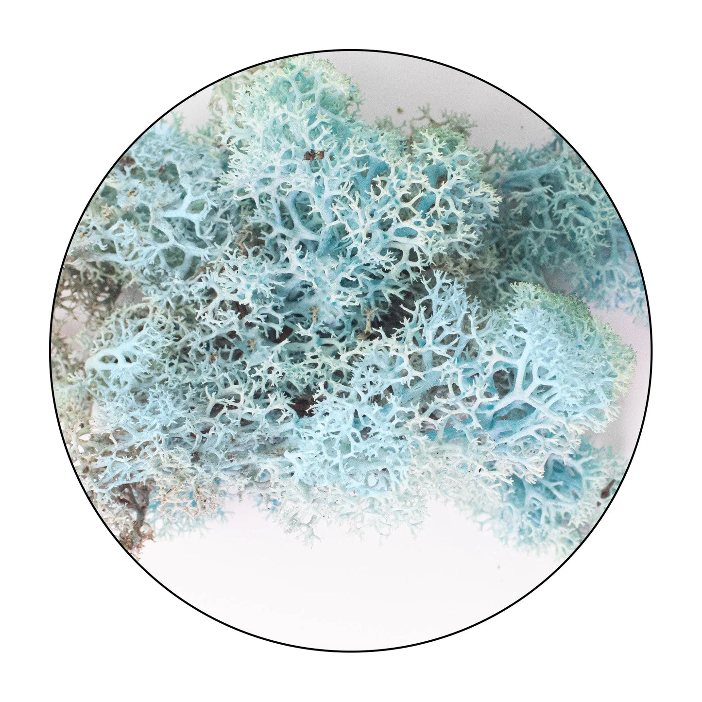 Lichen (Isländisches Moos) - Aquamarine