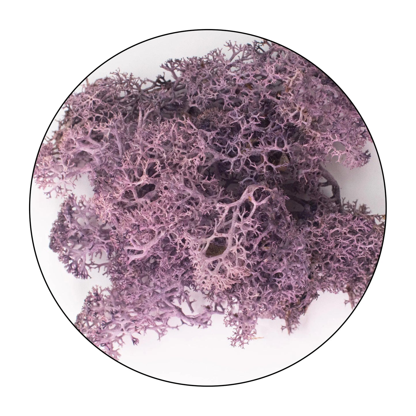 Lichen (Islandic Moss) - Aubergine Purple