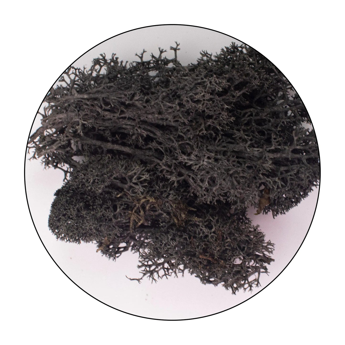 Lichen (Islandic Moss) - Black