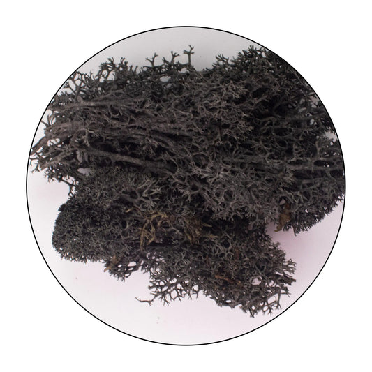 Lichen (Islandic Moss) - Black
