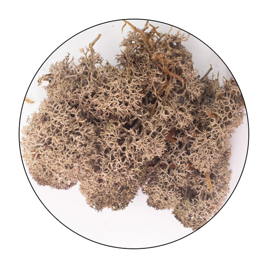 Lichen (Isländisches Moos) Brown