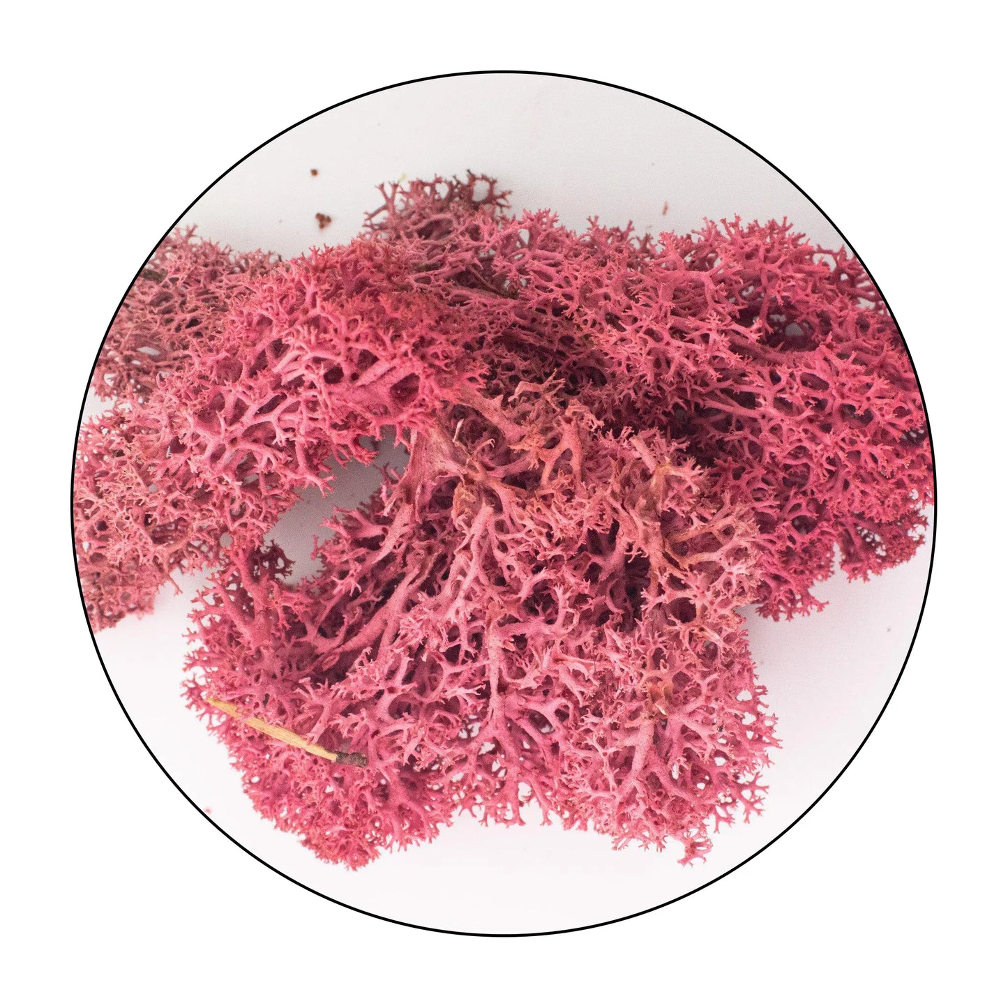 Lichen (Isländisches Moos) - Burgundy Red