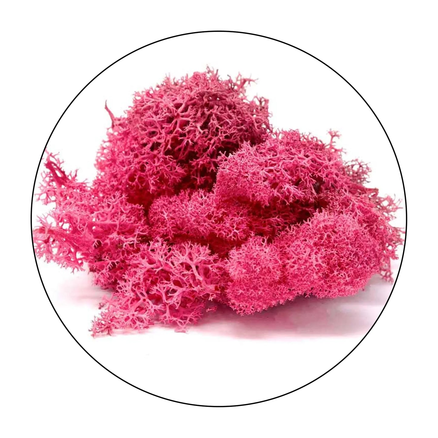 Lichen (Isländisches Moos) - Fuschia