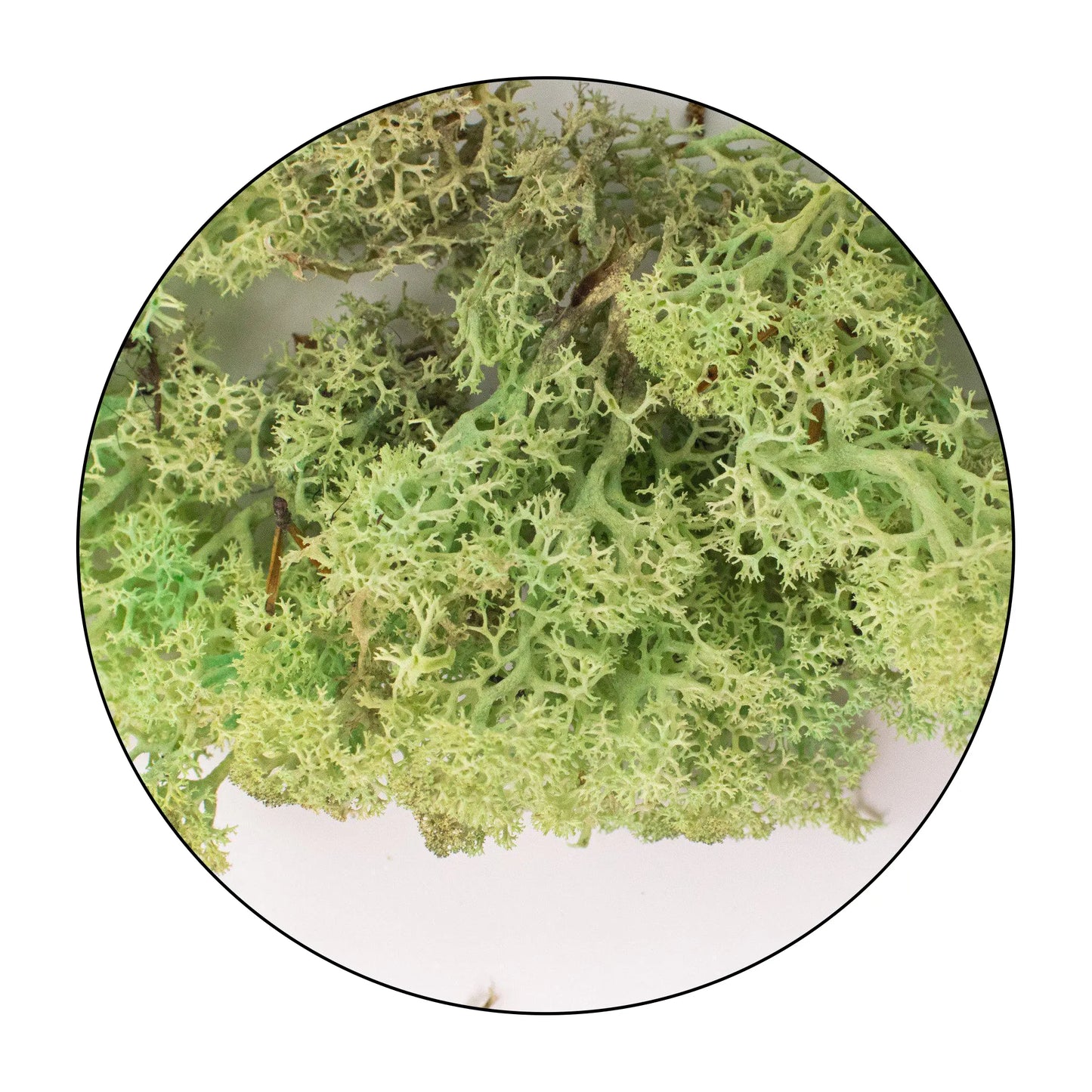 Lichen (Isländisches Moos) - Mint Green