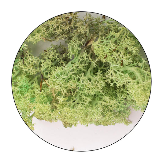 Lichen (Isländisches Moos) - Mint Green