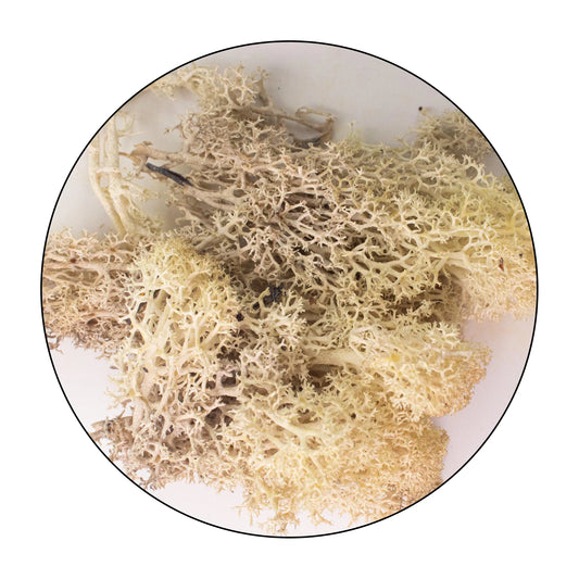 Lichen (Isländisches Moos) - Misty White