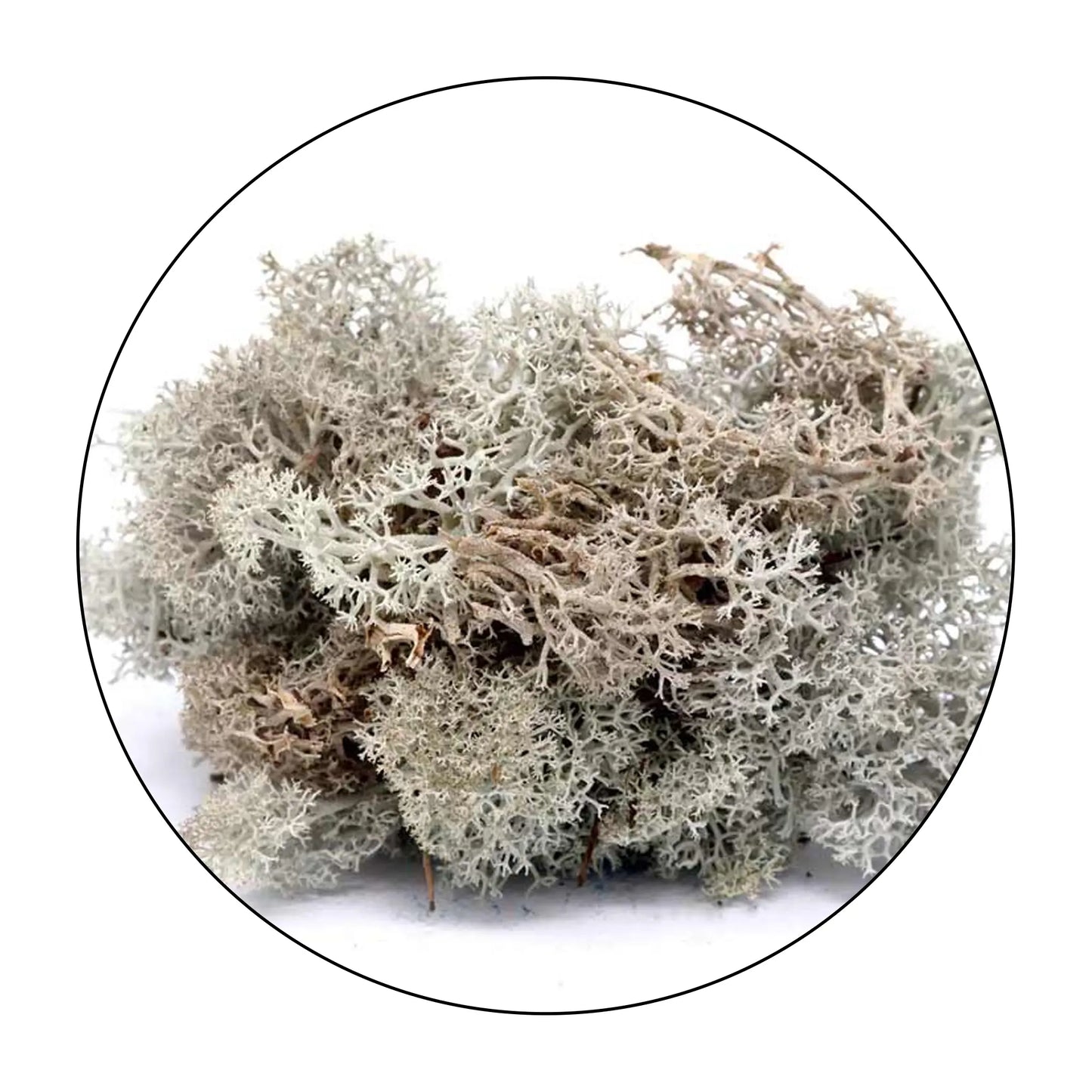 Lichen (Isländisches Moos) - Natural