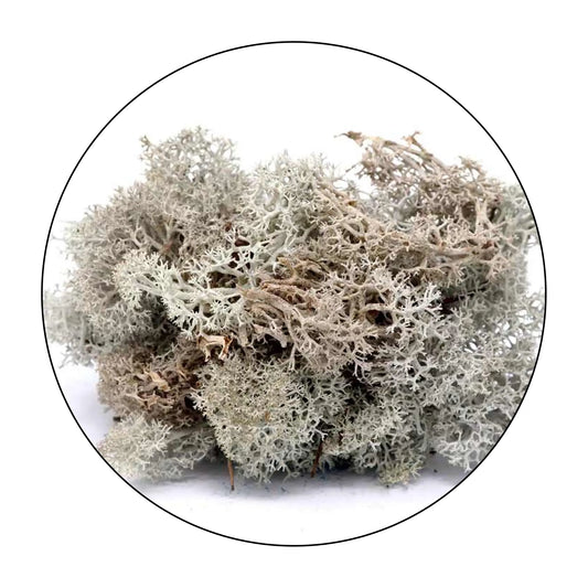 Lichen (Isländisches Moos) - Natural