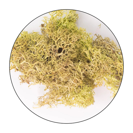 Lichen (Isländisches Moos) - Old Green