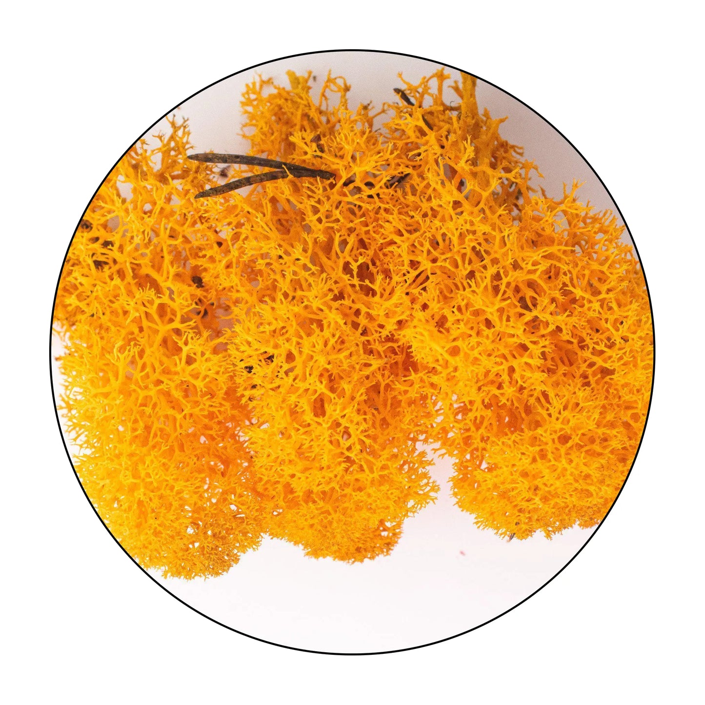 Lichen (Isländisches Moos) - Orange