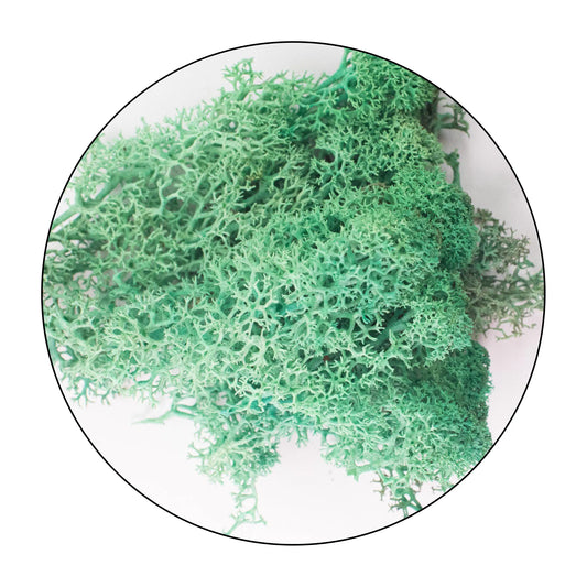 Lichen (Isländisches Moos) - Pacific Green