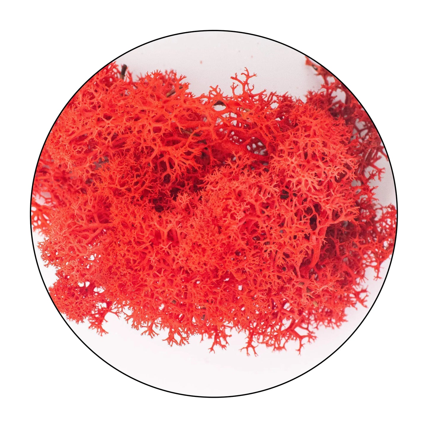 Lichen (Isländisches Moos) - Red