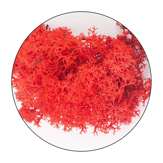 Lichen (Isländisches Moos) - Red