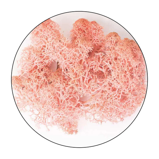 Lichen (Isländisches Moos) - Rose