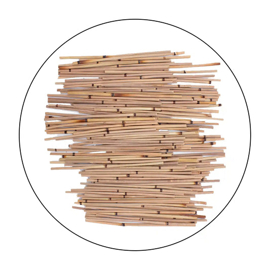 Miniature Reed Stalks / Bamboo (13 cm)