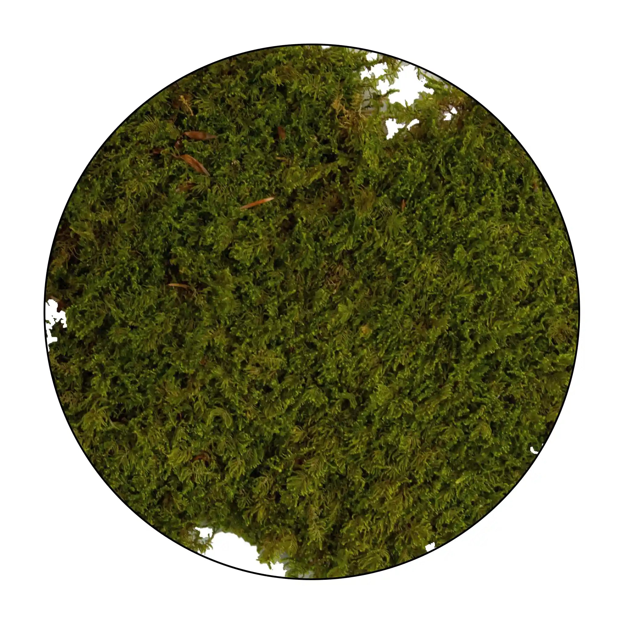 Geek Gaming - Tree Canopy (Tree Foliage Sheets) – Tabletop Terrain